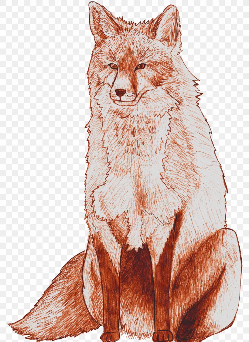 Whiskers Red Fox Coyote Gray Wolf Dhole, PNG, 1024x1409px, Whiskers, Carnivoran, Cat, Cat Like Mammal, Coyote Download Free