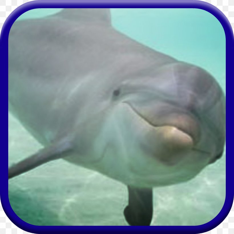 Common Bottlenose Dolphin Wholphin Tucuxi Short-beaked Common Dolphin Monkey Madness Kart Racing, PNG, 1024x1024px, Common Bottlenose Dolphin, Android, Dolphin, Fauna, Google Play Download Free