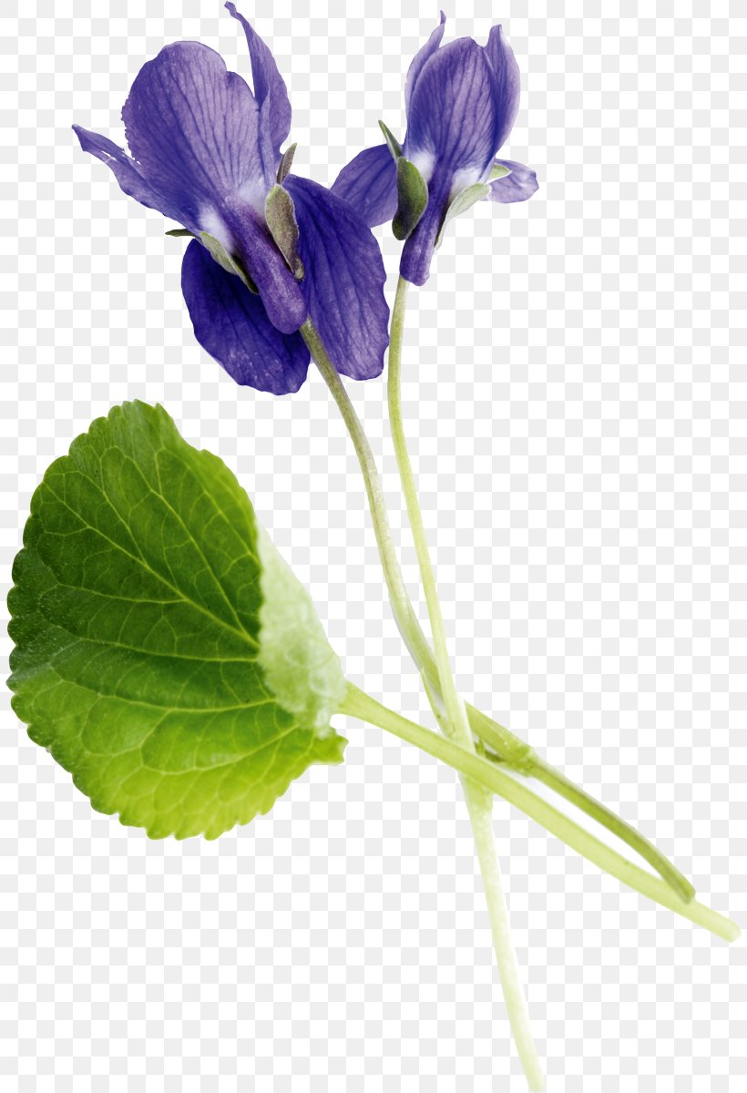 Sweet Violet Getty Images Photography Viola Mandshurica, PNG, 808x1200px, Violet, Blume, Flower, Flowering Plant, Getty Images Download Free