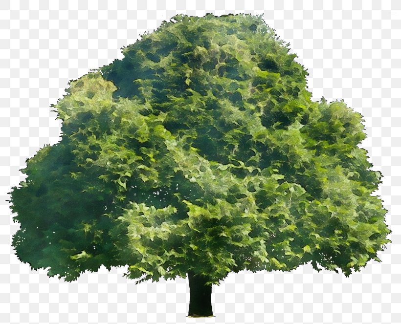 Tree Ornamental Plant Blue Shrub Service, PNG, 800x663px, Tree, American Larch, Black, Blue, Flower Download Free