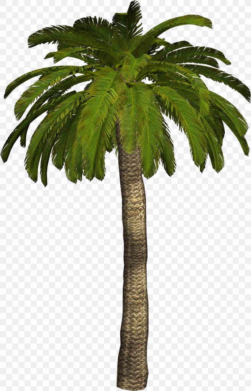 Arecaceae Coconut Clip Art, PNG, 1183x1840px, Arecaceae, Arecales, Borassus Flabellifer, Coconut, Date Palm Download Free