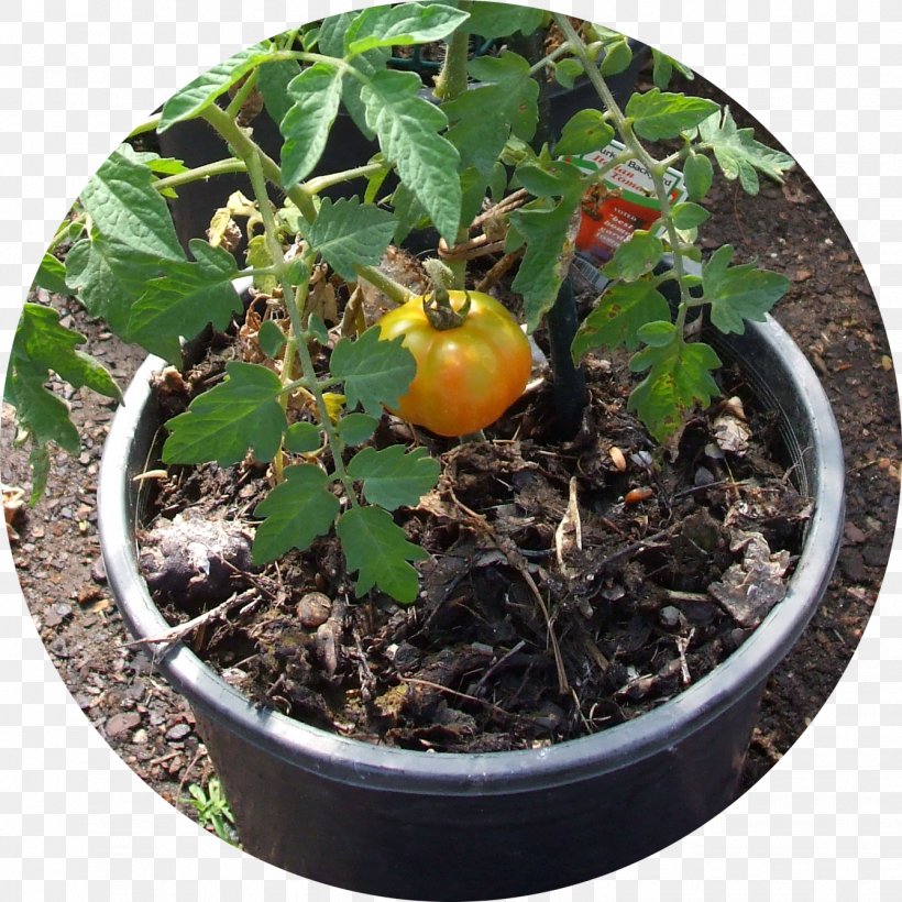 Herb Soil Flowerpot, PNG, 1338x1338px, Herb, Flowerpot, Plant, Soil Download Free