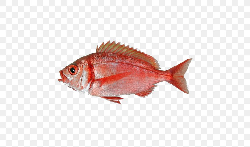 Common Dentex Dentex Macrophthalmus Red Porgy Fish Dentex Angolensis, PNG, 482x482px, Common Dentex, Actinopterygii, Animal Source Foods, Bonito, Cod Download Free
