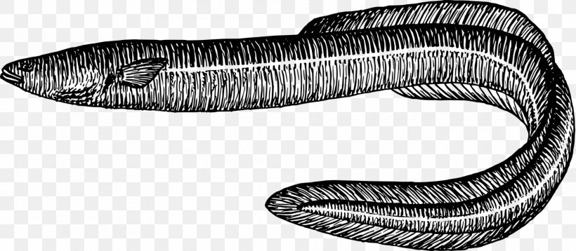 Electric Eel Fish Drawing Clip Art, PNG, 1871x817px, Eel, Animal, Black And White, Conger Eel, Diversity Of Fish Download Free