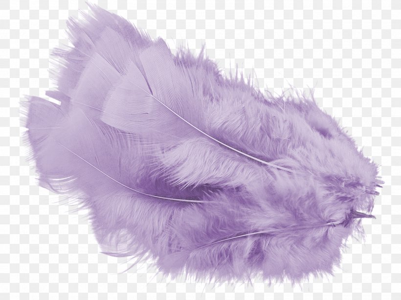 Feather Color Violet Computer Software, PNG, 1600x1201px, Feather, Blog, Color, Colored Pencil, Computer Software Download Free