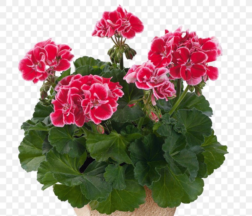Flower Flowering Plant Plant Petal Houseplant, PNG, 768x704px, Flower, Annual Plant, Flowering Plant, Geranium, Houseplant Download Free