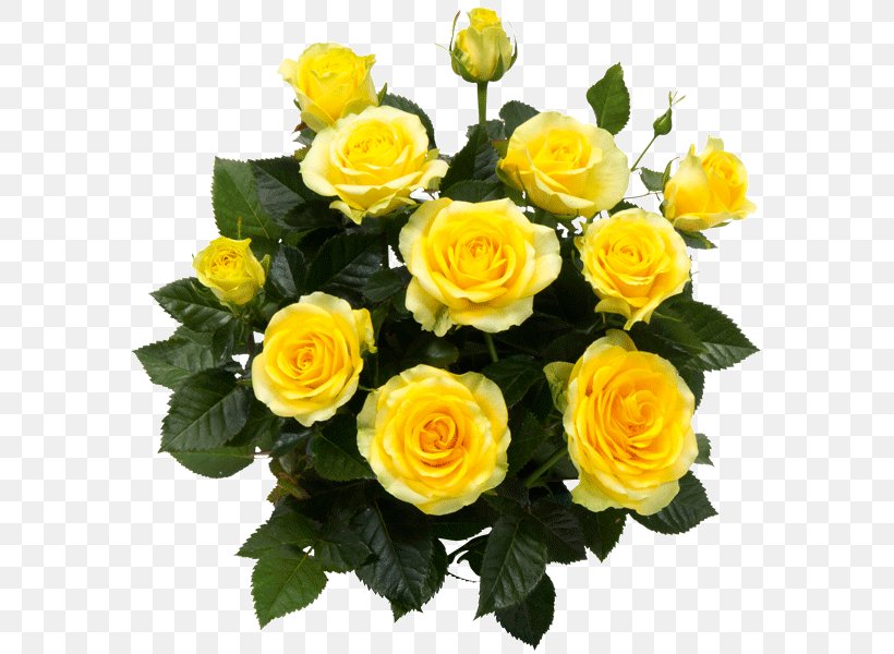 Garden Roses Floribunda Rosa 'Sunsprite' Rosa Chinensis, PNG, 600x600px, Garden Roses, Amaryllis, Austrian Briar, Cut Flowers, Floral Design Download Free