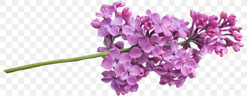 Lilac Clip Art, PNG, 800x321px, Lilac, Cut Flowers, Flower, Flowering Plant, Lavender Download Free