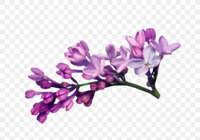 Lilac Photography Clip Art, PNG, 1280x895px, Lilac, Albom, Branch, Flower, Flowering Plant Download Free