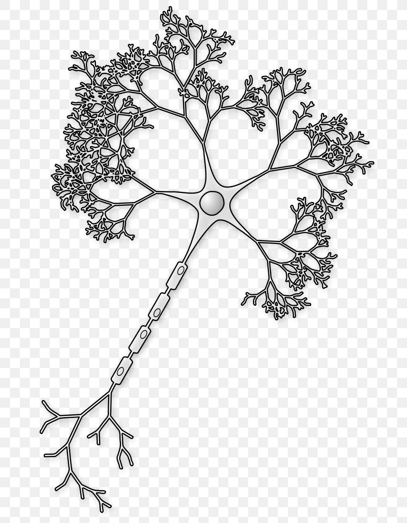 Neuron Axon Brain Soma Synapse, PNG, 744x1052px, Neuron, Action Potential, Area, Artificial Neural Network, Axon Download Free