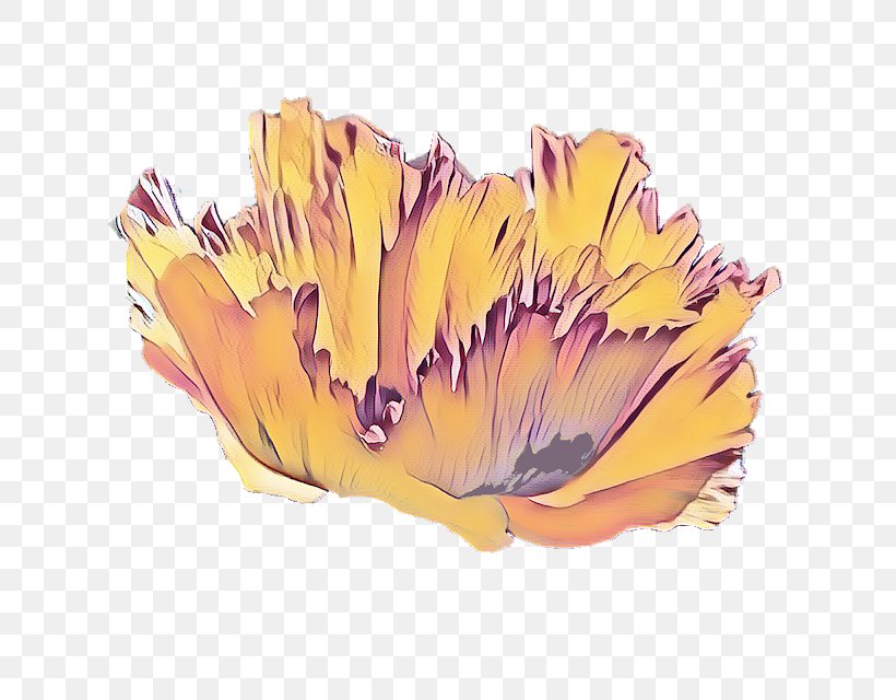 Poppy Flower, PNG, 640x640px, Yellow, Flower, Flowering Plant, Oriental Poppy, Petal Download Free