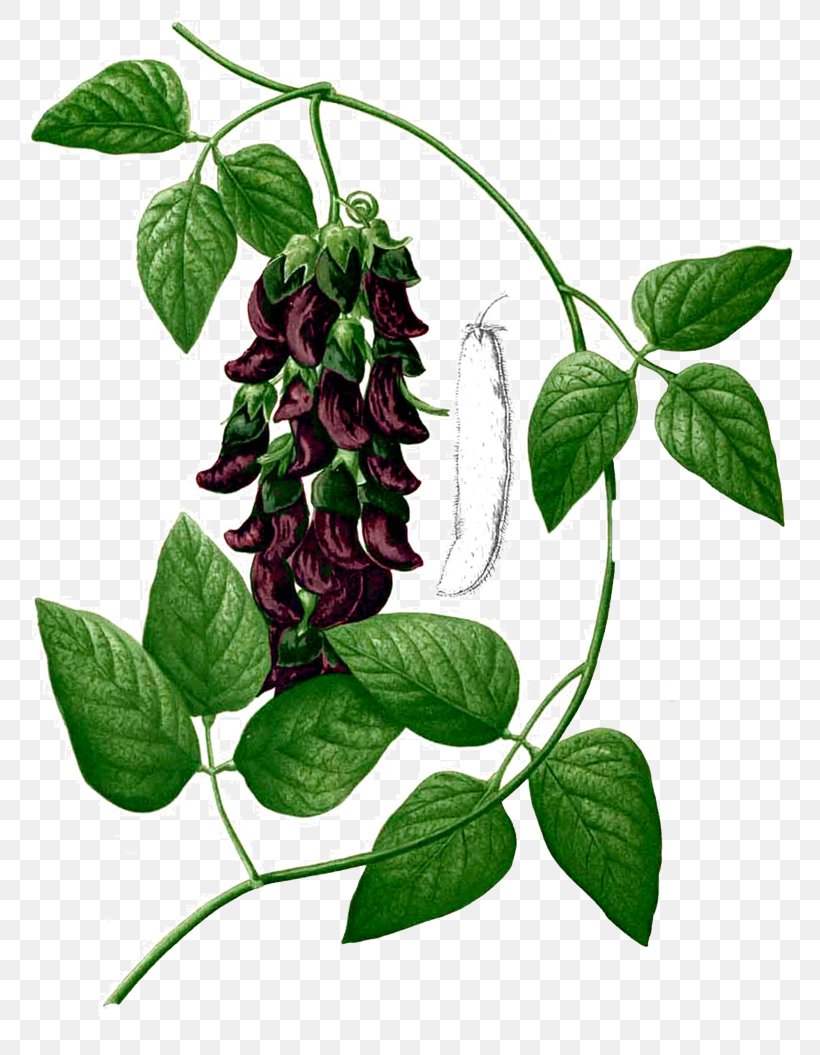 Velvet Bean Levodopa Herb Parkinson Disease Dementia Legumes, PNG, 800x1055px, Velvet Bean, Adaptogen, Ayurveda, Bean, Branch Download Free