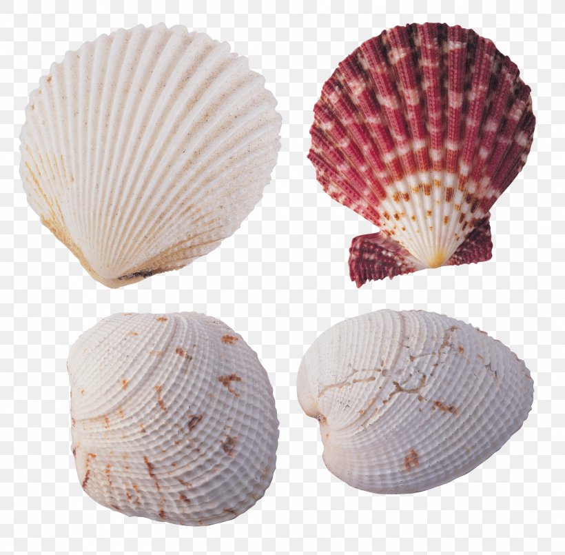 Cockle Seashell Desktop Wallpaper Shellfish Color, PNG, 2117x2079px, Cockle, Beach, Clam, Clams Oysters Mussels And Scallops, Color Download Free
