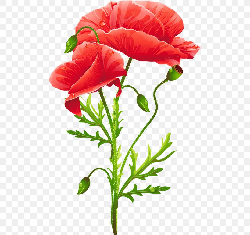 Common Poppy Flower Remembrance Poppy Art, PNG, 500x771px, Common Poppy, Art, California Poppy, Coquelicot, Cut Flowers Download Free