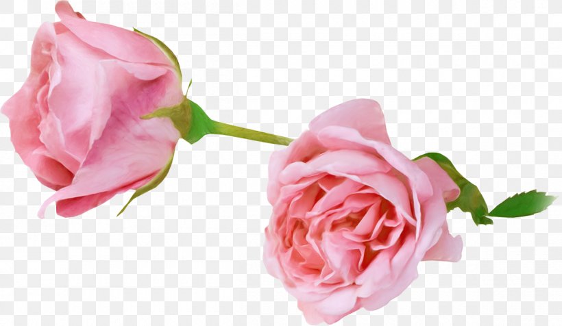 Garden Roses Flower Photography Animation, PNG, 1200x698px, Garden Roses, Animation, Bud, Cut Flowers, Floribunda Download Free