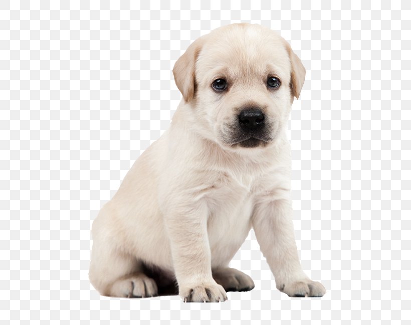 Labrador Retriever Puppy Dog Breed Companion Dog, PNG, 650x650px, Labrador Retriever, Carnivoran, Colora, Companion Dog, Crossbreed Download Free