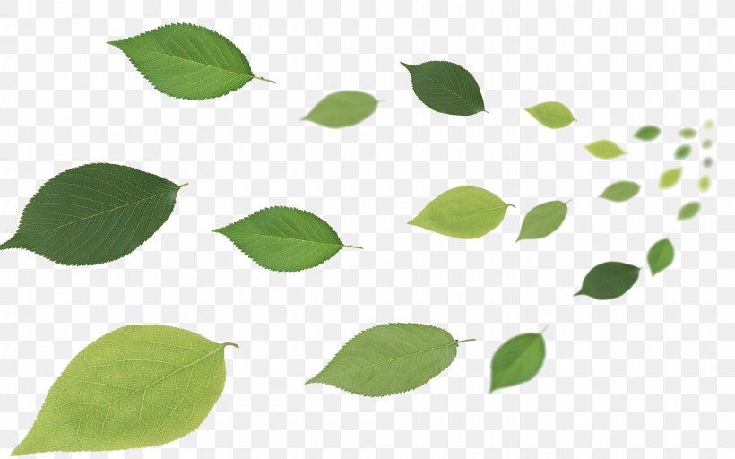 Leaf Desktop Wallpaper, PNG, 1920x1200px, Leaf, Air Conditioner, Branch, Diagram, Grass Download Free