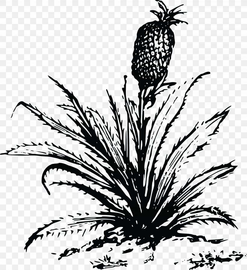 Pineapple Drawing Clip Art, PNG, 4000x4383px, Pineapple, Black And White, Branch, Commodity, Drawing Download Free