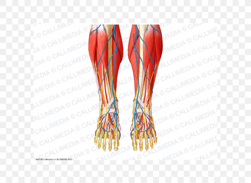 Finger Foot Muscle Human Anatomy, PNG, 600x600px, Watercolor, Cartoon, Flower, Frame, Heart Download Free