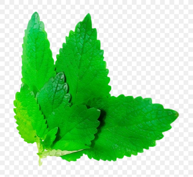 Green Leaf Plant Herb Peppermint, PNG, 750x750px, Watercolor, Annual Plant, Flower, Green, Herb Download Free
