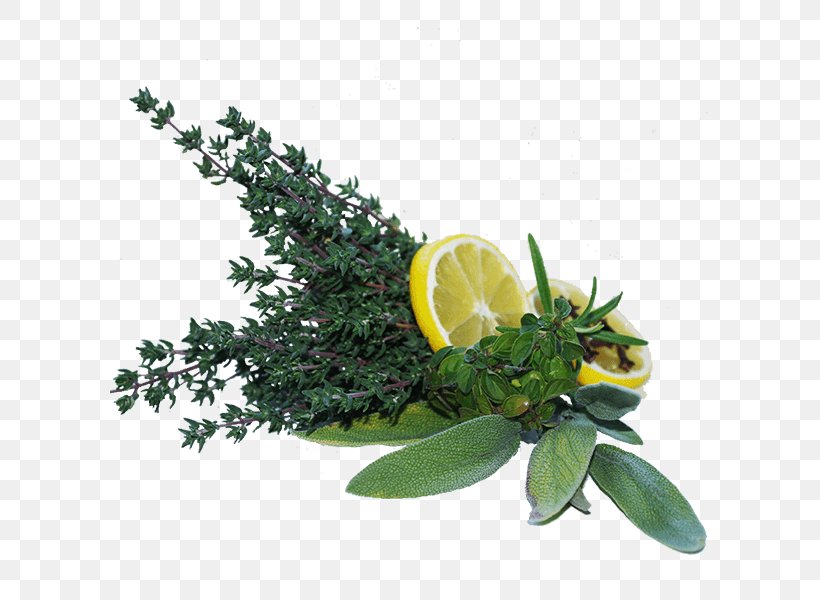Mediterranean Cuisine Garden Thyme Common Sage Herb Rosemary, PNG, 600x600px, Mediterranean Cuisine, Citrus, Common Sage, Fines Herbes, Flowerpot Download Free