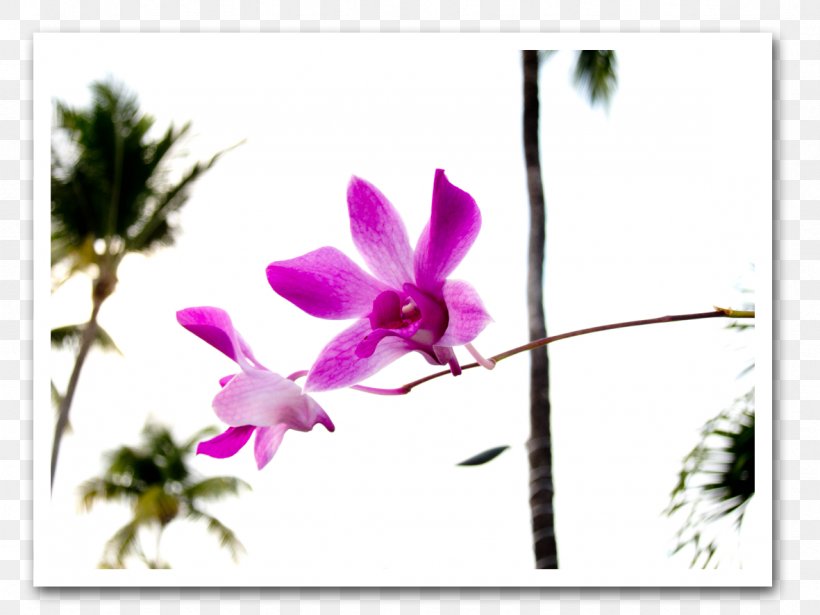 Dendrobium Violet Plant Stem Herbaceous Plant Wildflower, PNG, 1181x886px, Dendrobium, Branch, Branching, Family, Flora Download Free