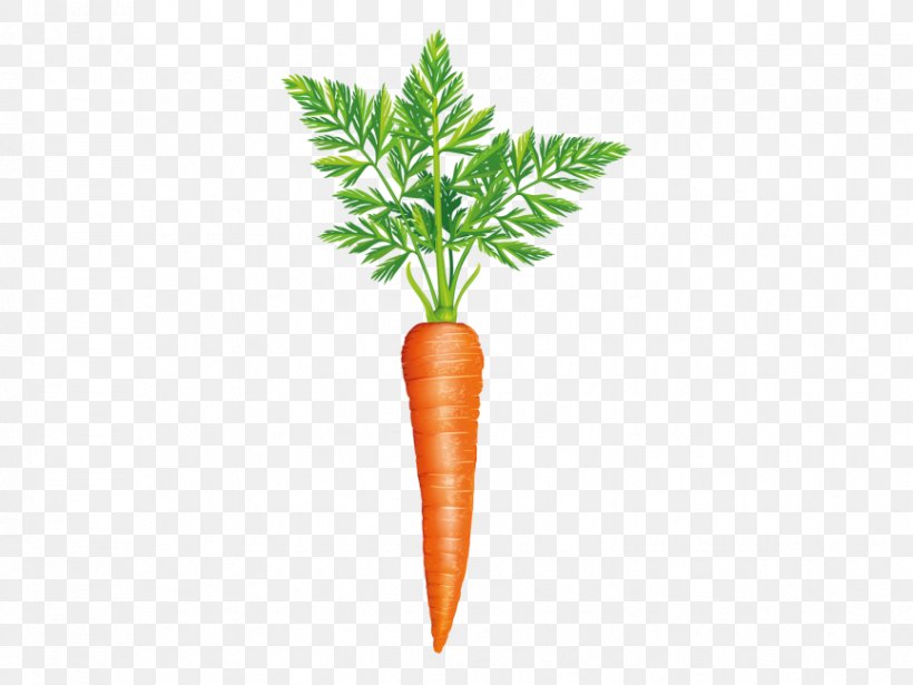 Stock Photography Carrot Vegetable Greens Image, PNG, 866x650px, Stock Photography, Carrot, Cooking, Flowerpot, Food Download Free