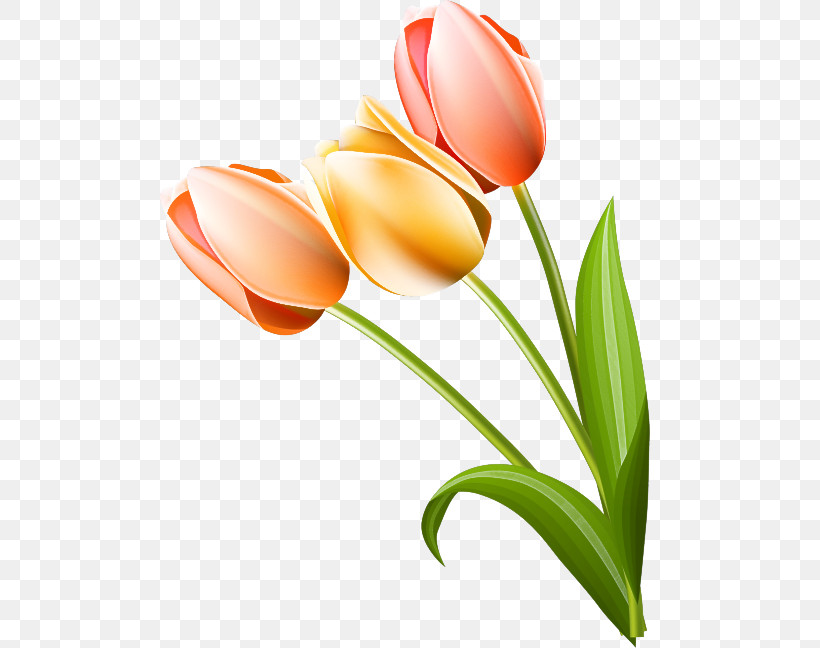 Tulip Flower Plant Petal Cut Flowers, PNG, 500x648px, Tulip, Bud, Cut Flowers, Flower, Lily Family Download Free