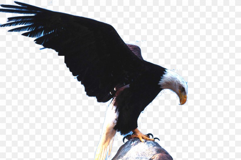 Bald Eagle White-tailed Eagle Bird Wallpaper, PNG, 2446x1631px, Bald Eagle, Accipitriformes, Animal, Beak, Bird Download Free