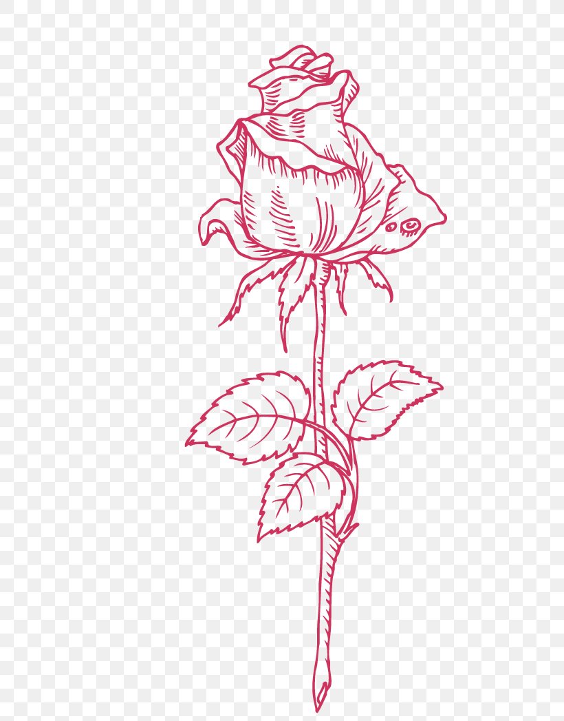 Beach Rose Drawing, PNG, 539x1047px, Watercolor, Cartoon, Flower, Frame, Heart Download Free