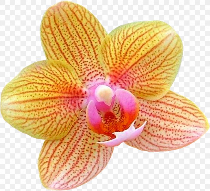 Moth Orchids Flower Diary Clip Art, PNG, 1351x1232px, Orchids, Alejate, Autumn Leaves, Blog, Diary Download Free
