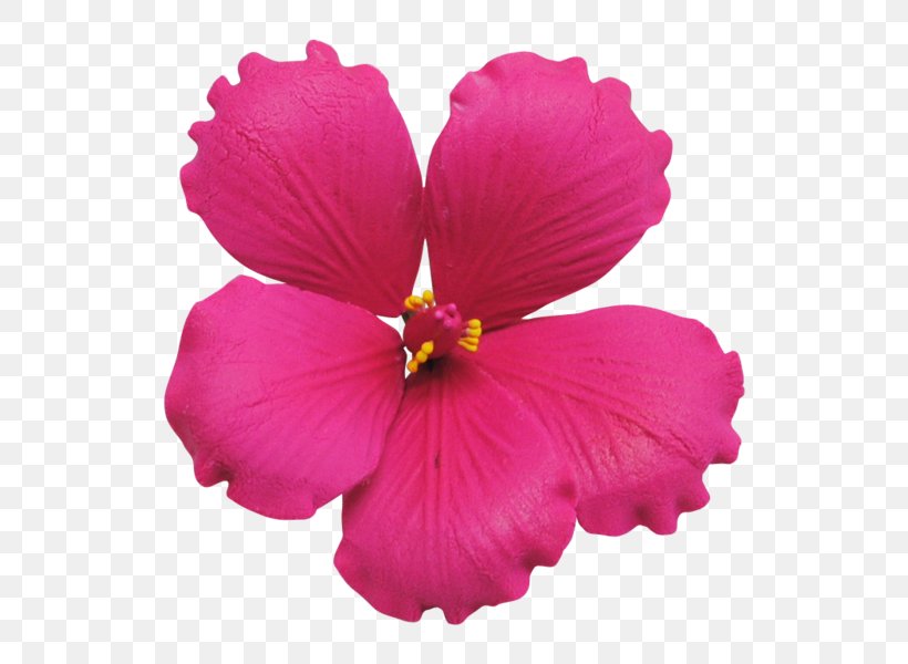 Shoeblackplant Sugar Paste Petal Pink Flowers, PNG, 598x600px, Shoeblackplant, Annual Plant, Cake, Cake Decorating, China Rose Download Free