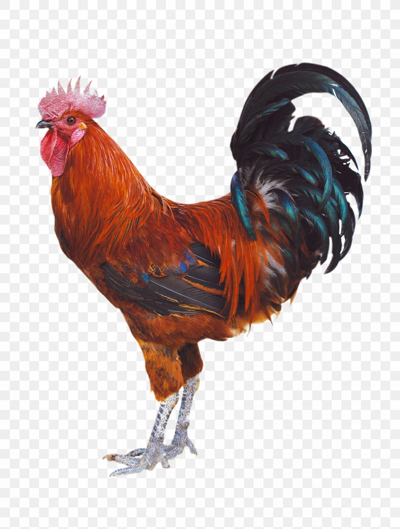 Chicken Duck Rooster Poultry, PNG, 1251x1654px, Chicken, Barbecue Chicken, Beak, Bird, Chicken Meat Download Free