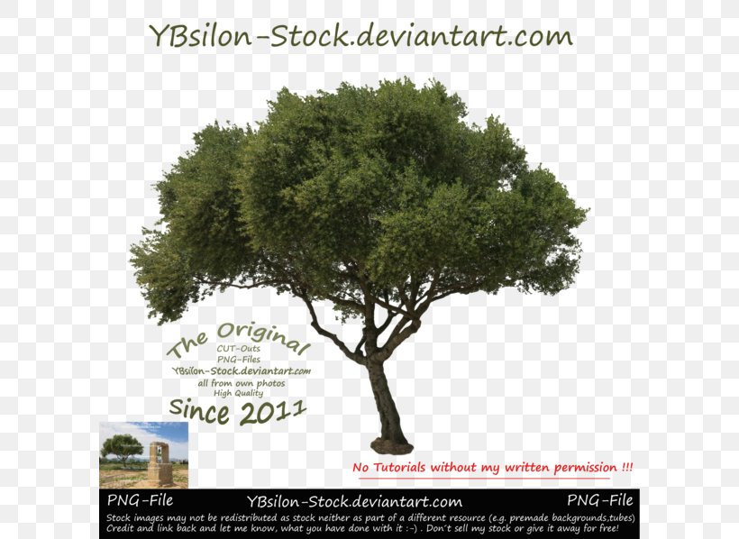 DeviantArt Image Stock Photography Tree, PNG, 600x598px, Deviantart, Art, Art Museum, Artist, Evergreen Download Free