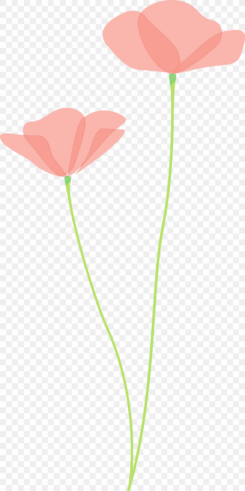 Flower Plant Stem Plant Leaf Pedicel, PNG, 1500x3000px, Poppy Flower, Anthurium, Coquelicot, Corn Poppy, Flower Download Free