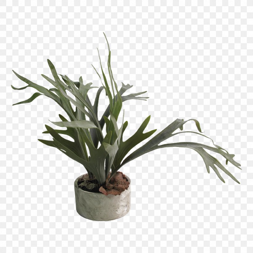 Flowerpot Houseplant Staghorn Ferns, PNG, 1024x1024px, Flowerpot, Artificial Flower, Cactaceae, Clay, Fern Download Free
