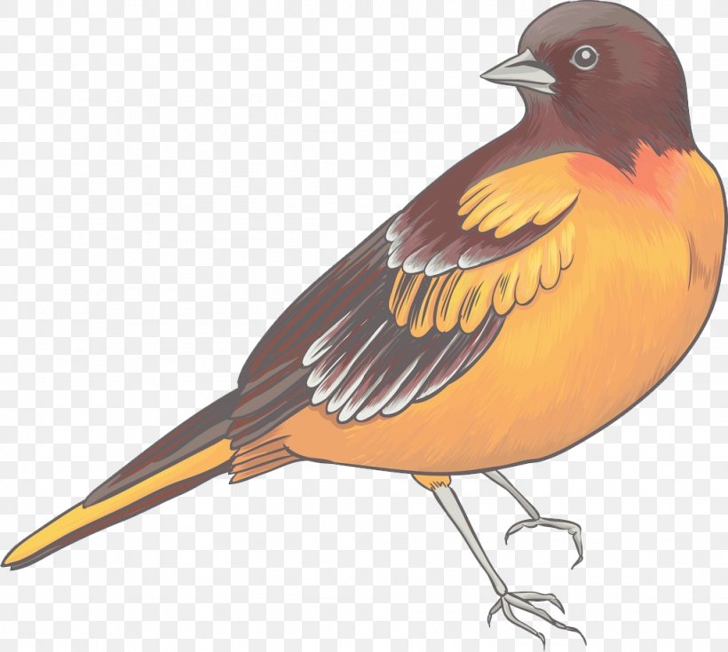 Sparrow European Robin Bird Parrot, PNG, 1024x918px, Sparrow, Animal, Beak, Bird, Blue Jay Download Free