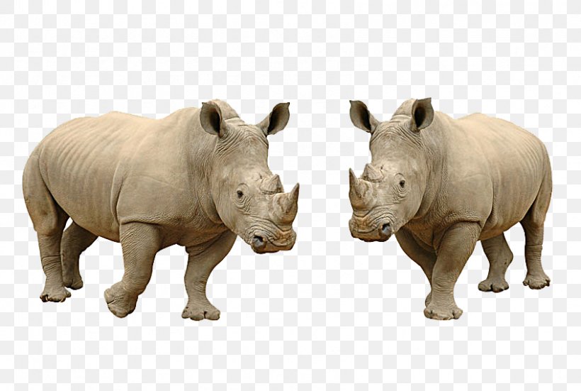White Rhinoceros Hippopotamus Lion Stock Photography, PNG, 846x569px, Rhinoceros, Elephant, Fauna, Fauna Of Africa, Hippopotamus Download Free