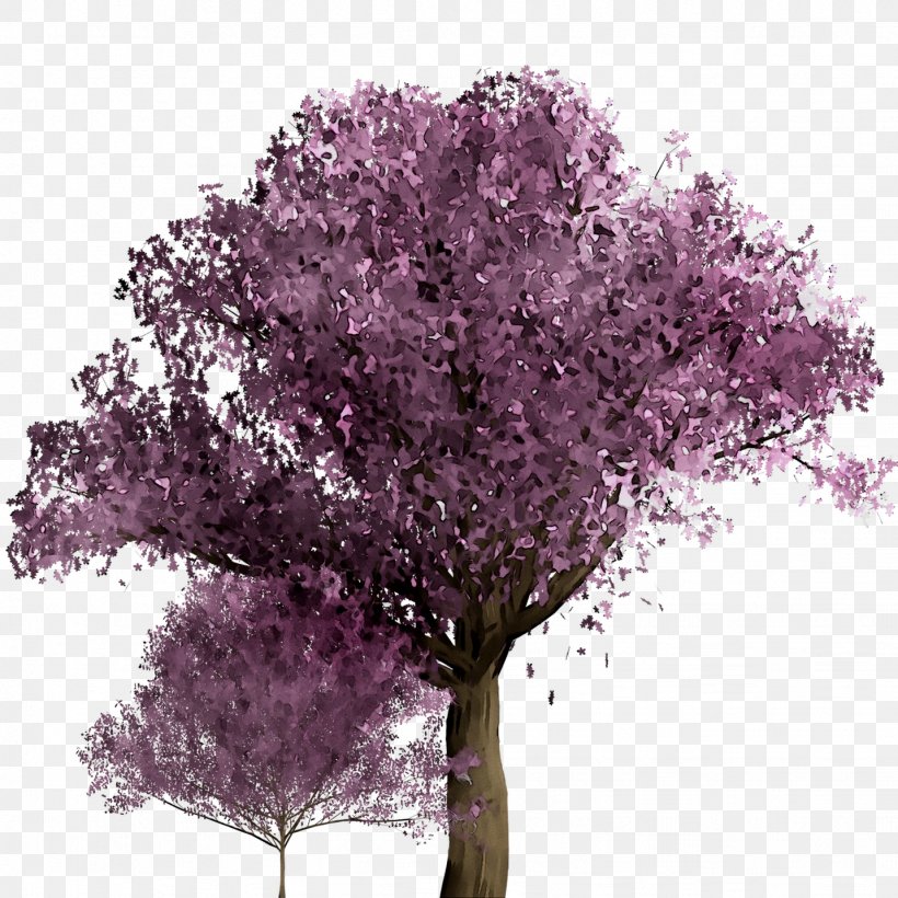 Cherry Blossom ST.AU.150 MIN.V.UNC.NR AD Purple Cherries Shrub, PNG, 1433x1433px, Cherry Blossom, Blossom, Branching, Cherries, Flower Download Free