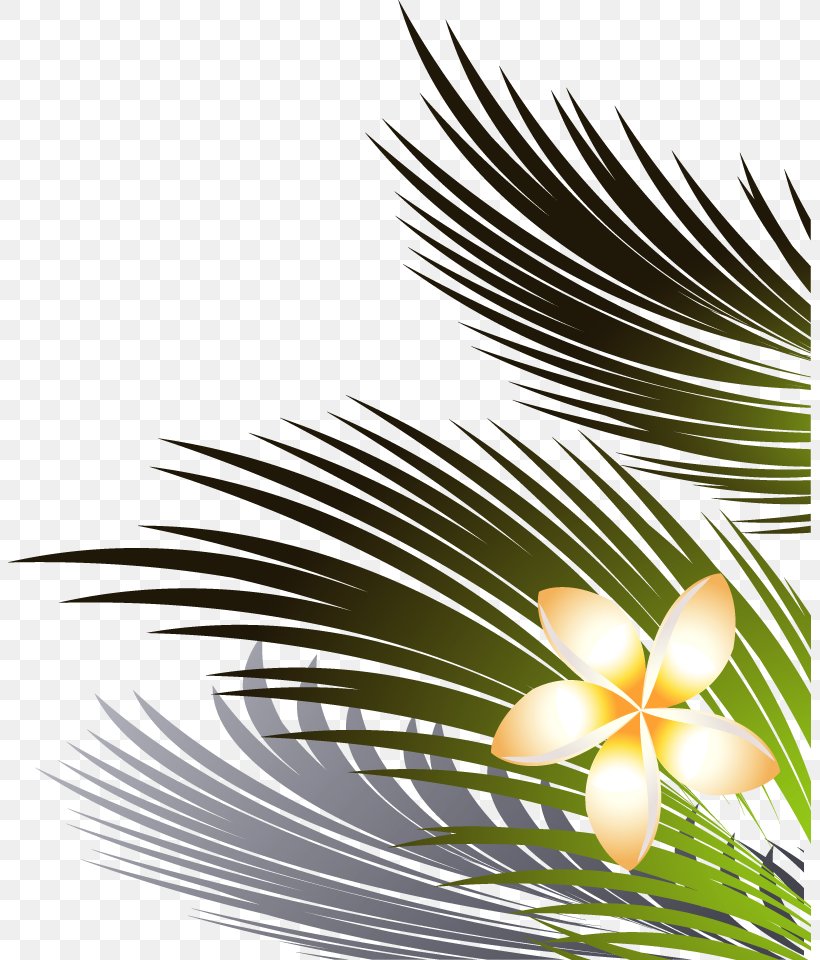 Coconut Leaves And Flowers Right Lower, PNG, 803x960px, Leaf, Branch, Close Up, Coconut, Flora Download Free