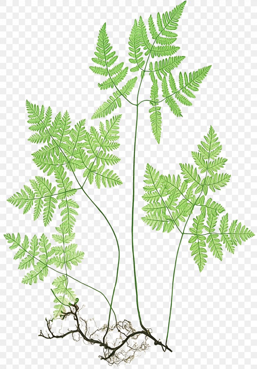 Family Tree Background, PNG, 1257x1800px, Fern, American Larch, Branch, Ferns And Horsetails, Flower Download Free