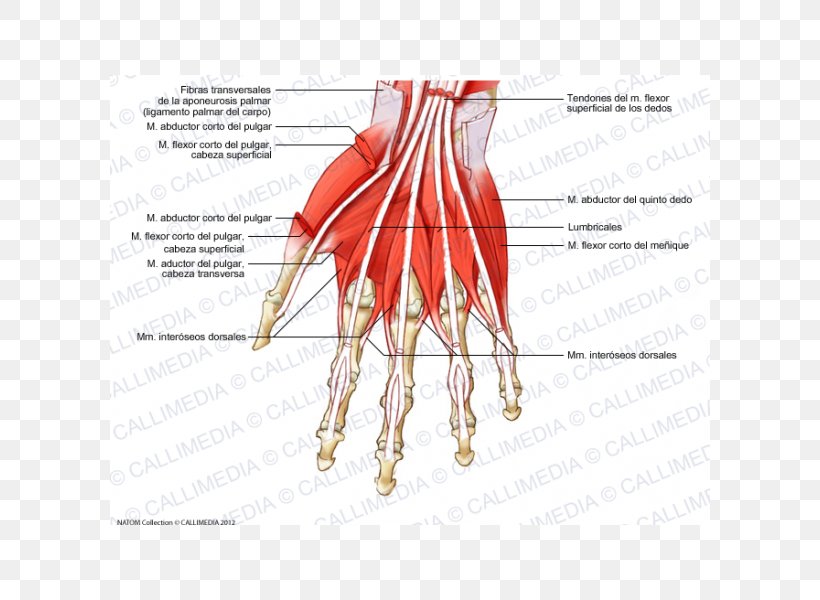 Finger Muscle Muscular System Dorsal Interossei Of The Hand, PNG, 600x600px, Watercolor, Cartoon, Flower, Frame, Heart Download Free