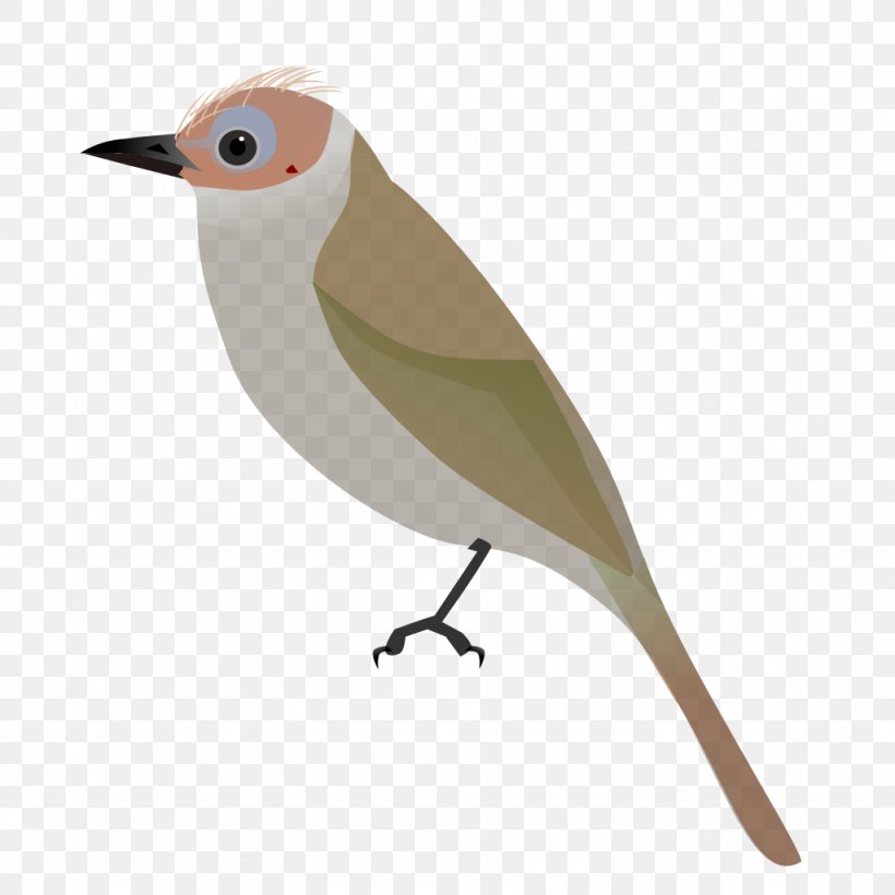 Songbird Bare-faced Bulbul Grey-headed Bulbul Common Nightingale, PNG, 1024x1024px, Bird, Animal, Barefaced Bulbul, Beak, Bulbul Download Free