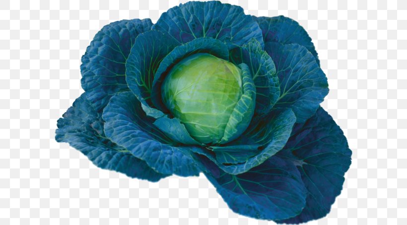 Cabbage Spring Greens Blue Vegetable, PNG, 600x454px, Cabbage, Blue, Brassica Oleracea, Cut Flowers, Data Compression Download Free