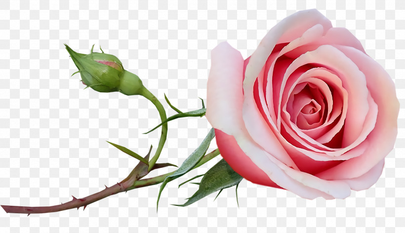 Garden Roses, PNG, 2560x1476px, Garden Roses, Biology, Cabbage Rose, Cut Flowers, Floral Design Download Free