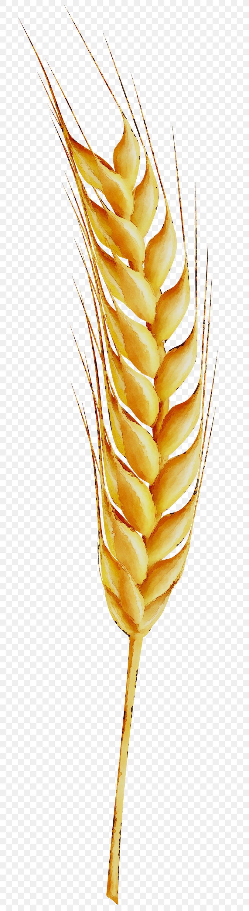 Grasses Wheat Grain Image, PNG, 712x3000px, Grasses, Cereal, Commodity, Flowering Plant, Food Download Free