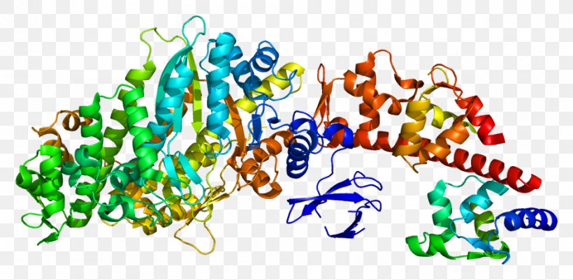 MYO5A MYL6B Myosin Protein Gene, PNG, 939x460px, Watercolor, Cartoon, Flower, Frame, Heart Download Free