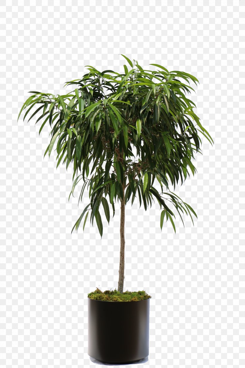 Weeping Fig Fiddle-leaf Fig Houseplant Tree Ficus Maclellandii, PNG, 1824x2736px, Weeping Fig, Areca Palm, Arecales, Bonsai, Evergreen Download Free