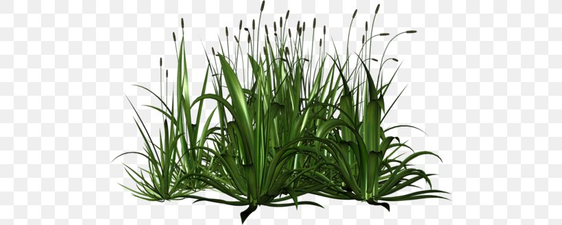Clip Art, PNG, 500x329px, Herbaceous Plant, Digital Image, Drawing, Flower, Google Docs Download Free
