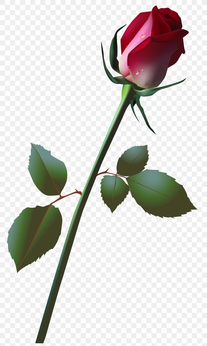 Rose Bud Clip Art, PNG, 3577x5983px, Rose, Branch, Bud, Drawing, Flora Download Free